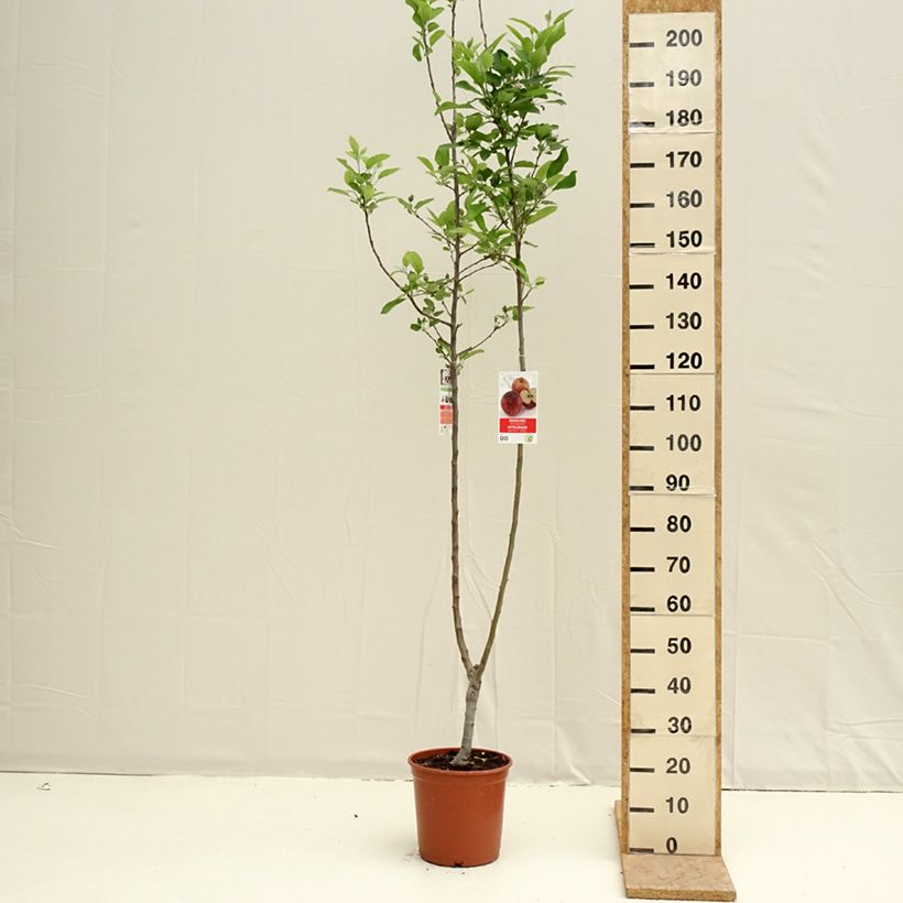 Exemplaar van Dubbelappelboom Gala + Golden Delicious Pot van 7,5 l/10 l zoals geleverd in de lente