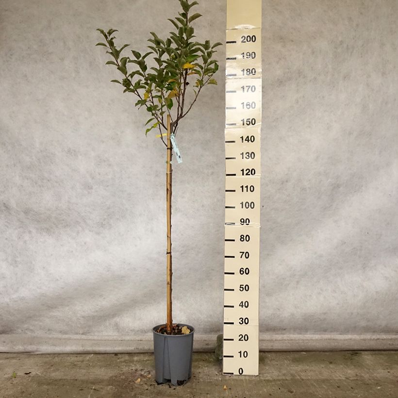 Exemplaar van Appelboom Elstar Pot van 7,5 l/10 l, Half-hoge stam zoals geleverd in de herfst