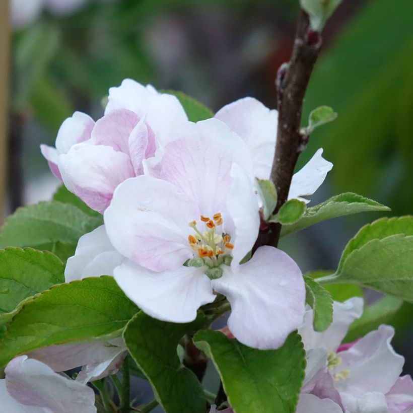 Appelboom Elstar (Bloei)