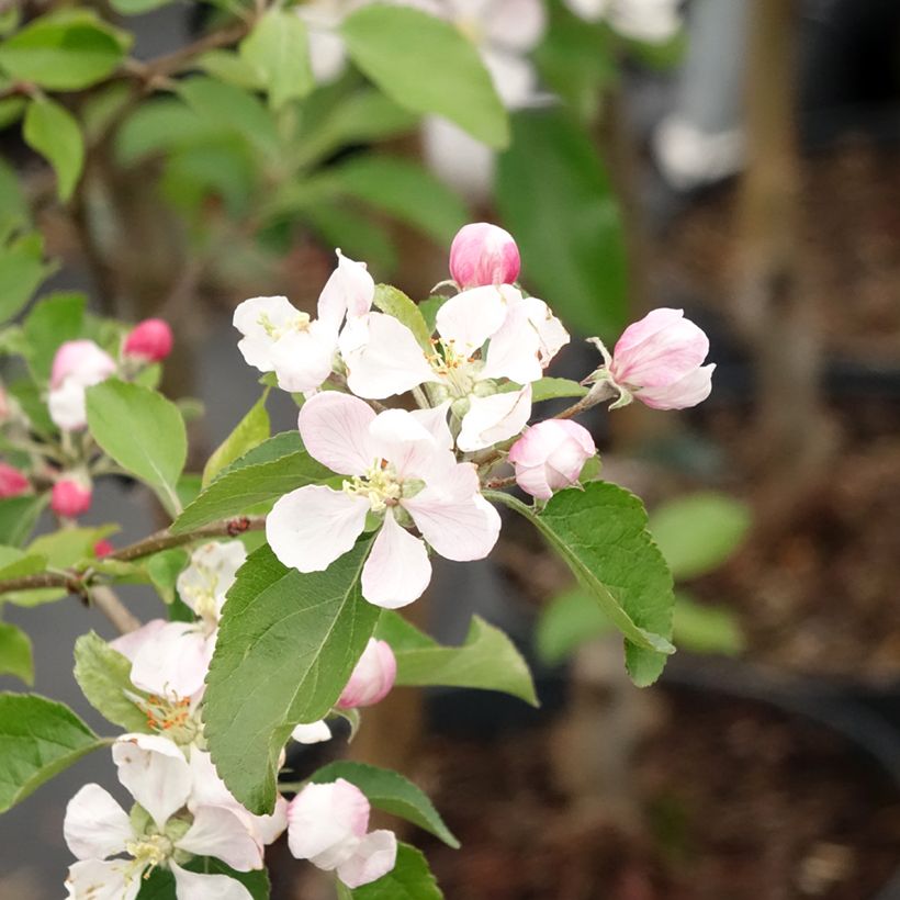 Appelboom Gala (Bloei)
