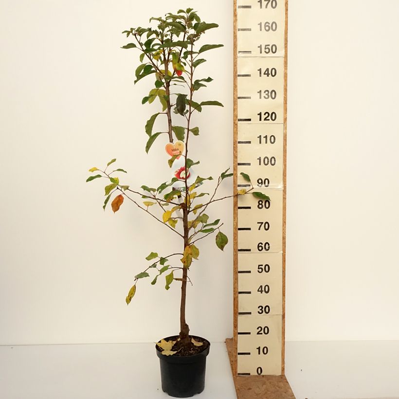 Exemplaar van Appelboom Gala Pot van 7,5 l/10 l, Kelkvormig zoals geleverd in de herfst