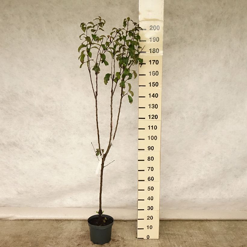 Exemplaar van Appelboom Gloster Pot van 7,5 l/10 l, Kelkvormig zoals geleverd in de zomer