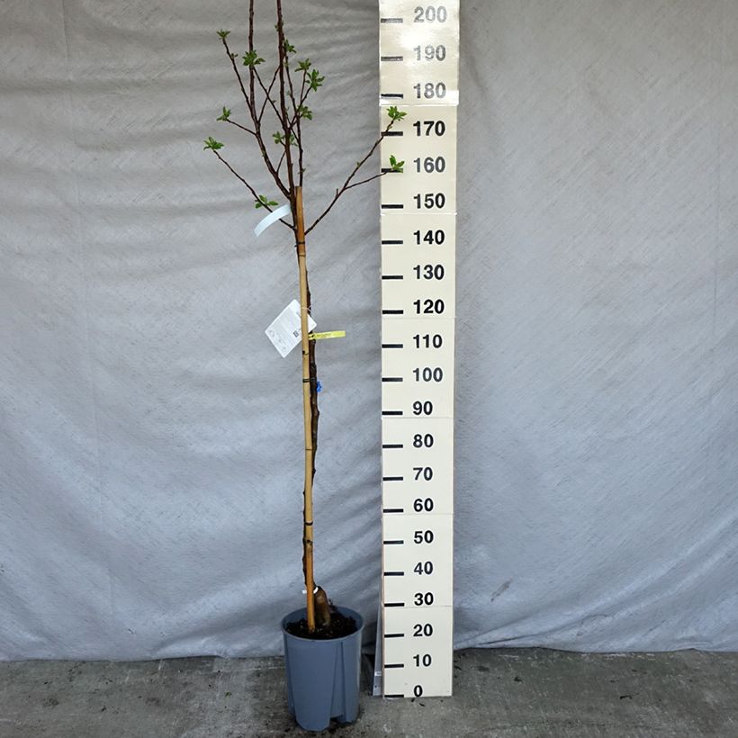 Example of Appelboom Golden Delicious Pot van 7,5 l/10 l, Half-hoge stam as you get in printemps