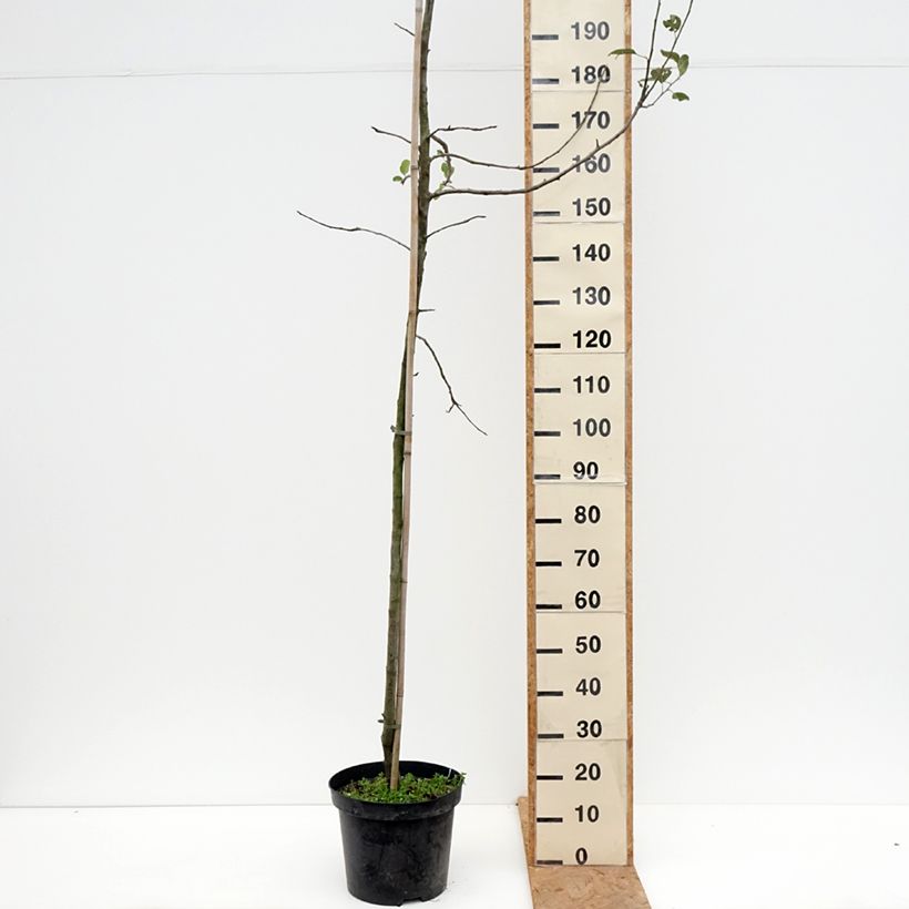 Exemplaar van Appelboom Golden Noble Pot van 7,5 l/10 l, Kelkvormig zoals geleverd in de herfst