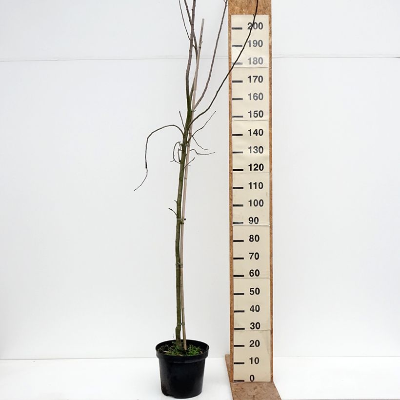 Exemplaar van Appelboom Golden Noble Pot van 7,5 l/10 l, Kelkvormig zoals geleverd in de winter