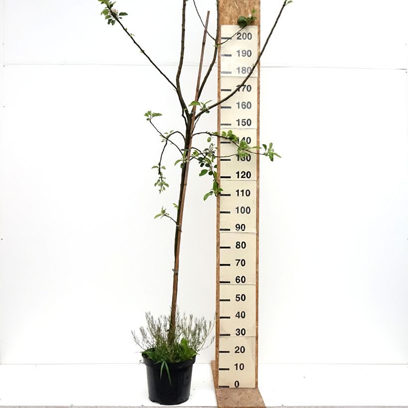 Exemplaar van Appelboom Golden Noble Pot van 7,5 l/10 l, Kelkvormig zoals geleverd in de lente