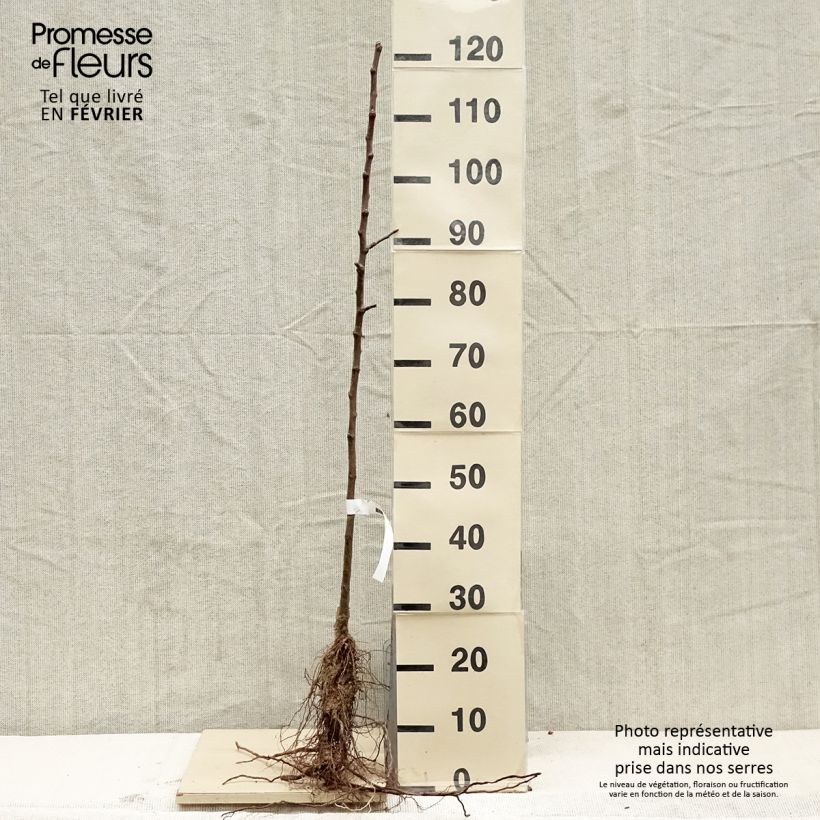 Exemplaar van Appelboom Grand Alexandre Naakte wortel, Onderstam zoals geleverd in de winter