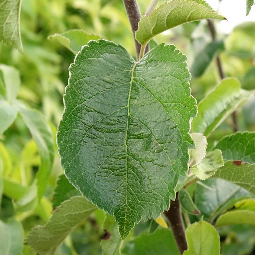 Appelboom Grand Alexandre (Blad)