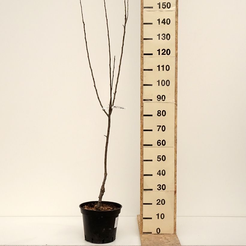 Exemplaar van Appelboom Granny Smith Pot van 7,5 l/10 l, Kelkvormig zoals geleverd in de winter
