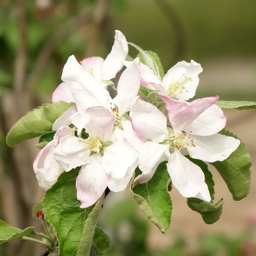 Appelboom Granny Smith (Bloei)