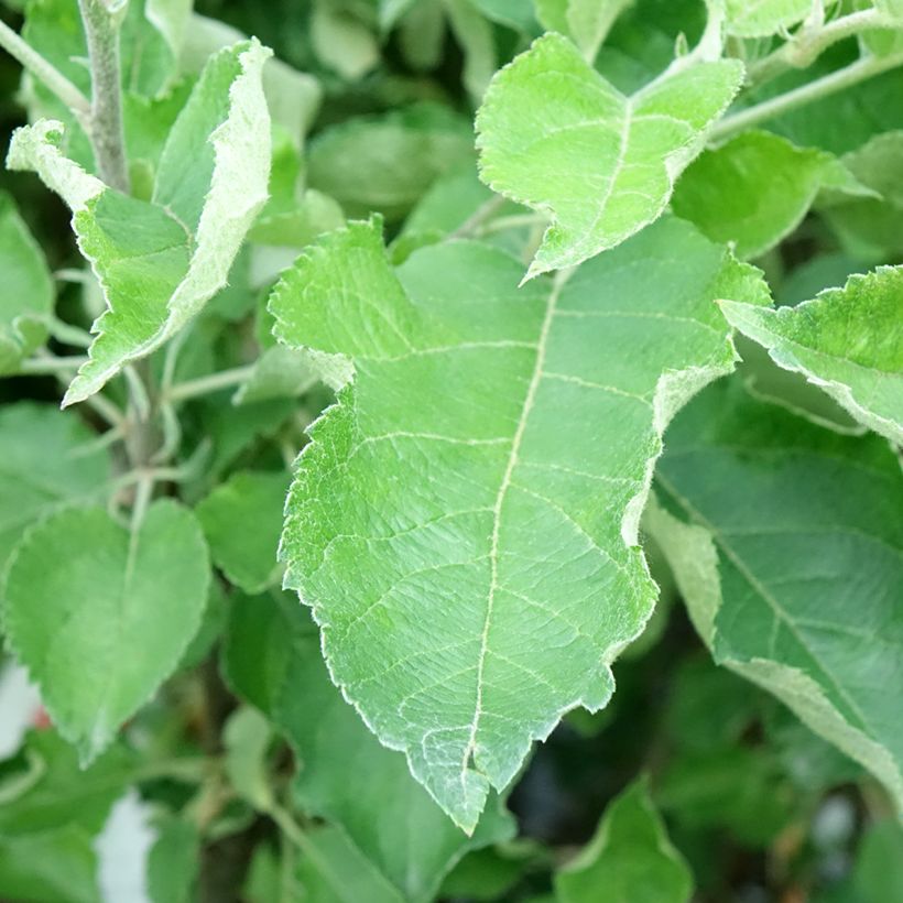 Appelboom Gravenstein (Blad)