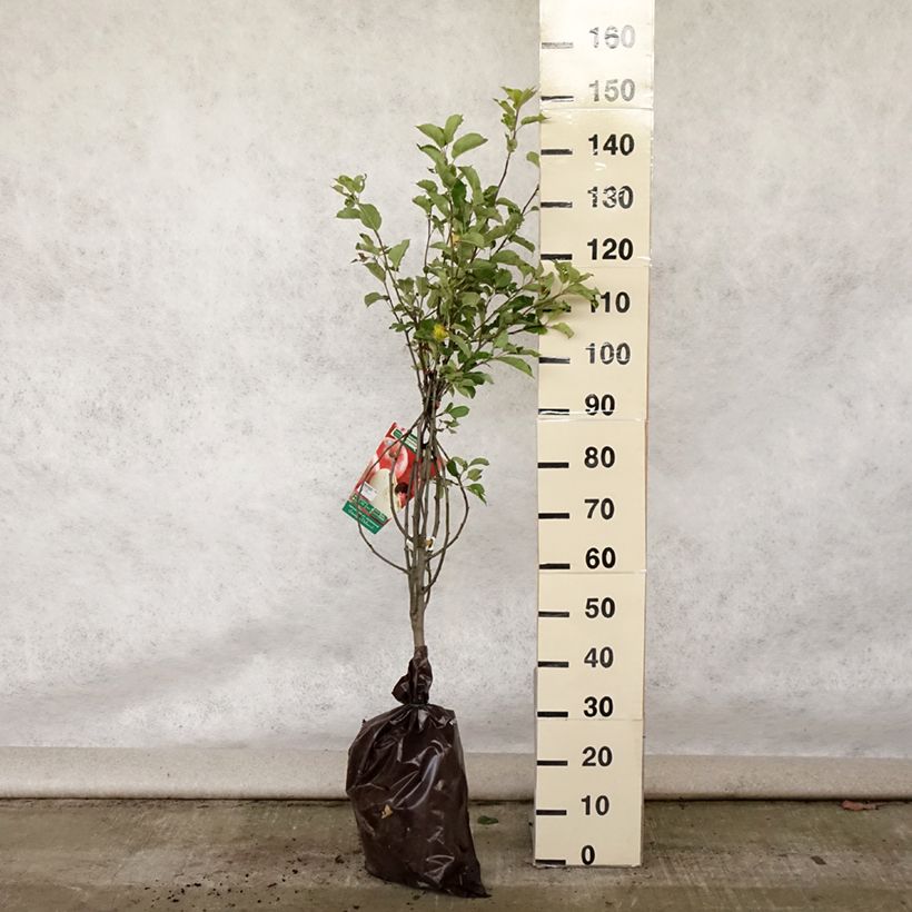 Exemplaar van Appelboom Harmonie  - Georges Delbard Plantklare kluit, Kelkvormig zoals geleverd in de zomer