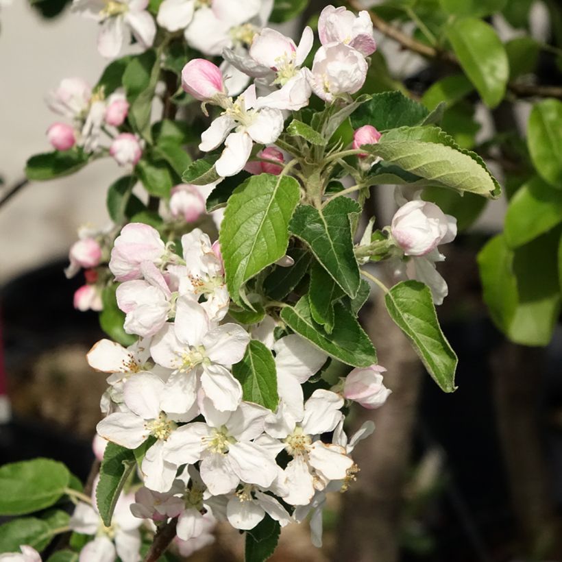 Appelboom Idared (Bloei)