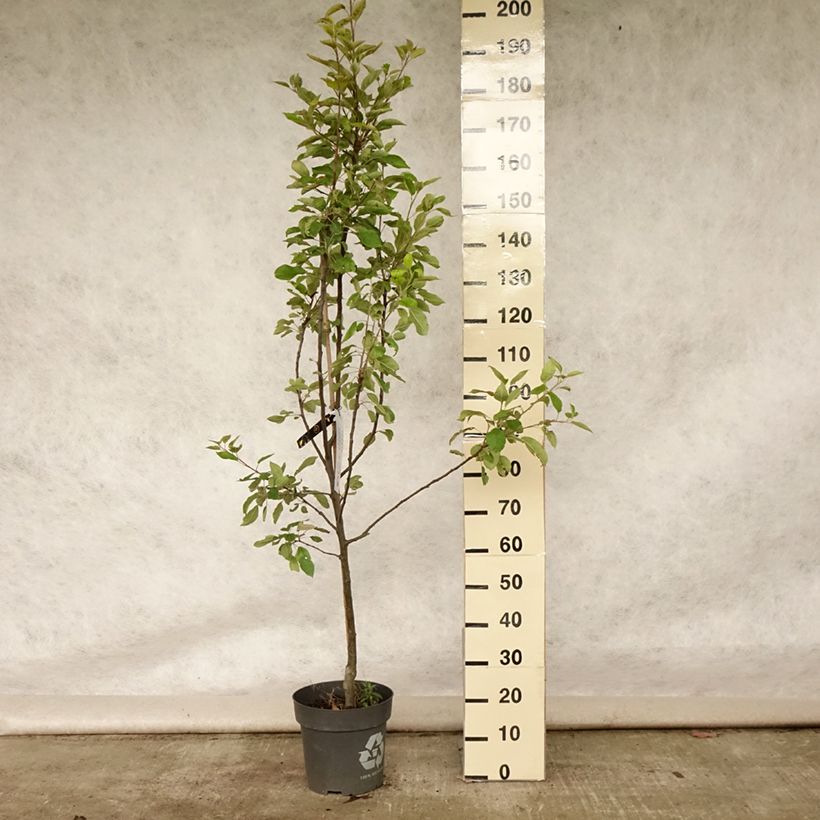 Exemplaar van Appelboom Ingrid Marie Pot van 7,5 l/10 l zoals geleverd in de zomer
