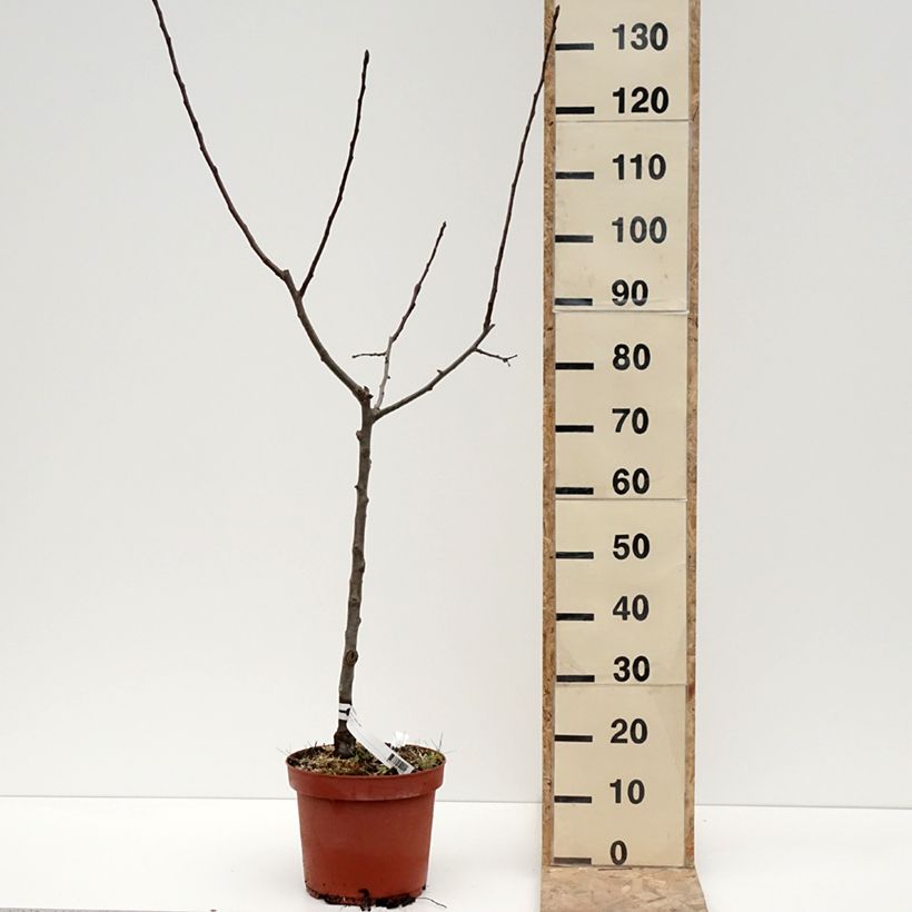 Exemplaar van Appelboom Jacques Lebel Pot van 7,5 l/10 l, Kelkvormig zoals geleverd in de winter