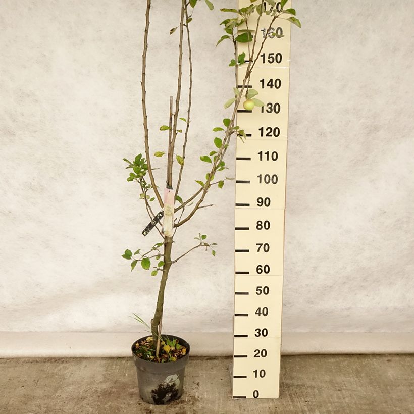 Exemplaar van Appelboom James Grieve Pot van 7,5 l/10 l, Kelkvormig zoals geleverd in de zomer
