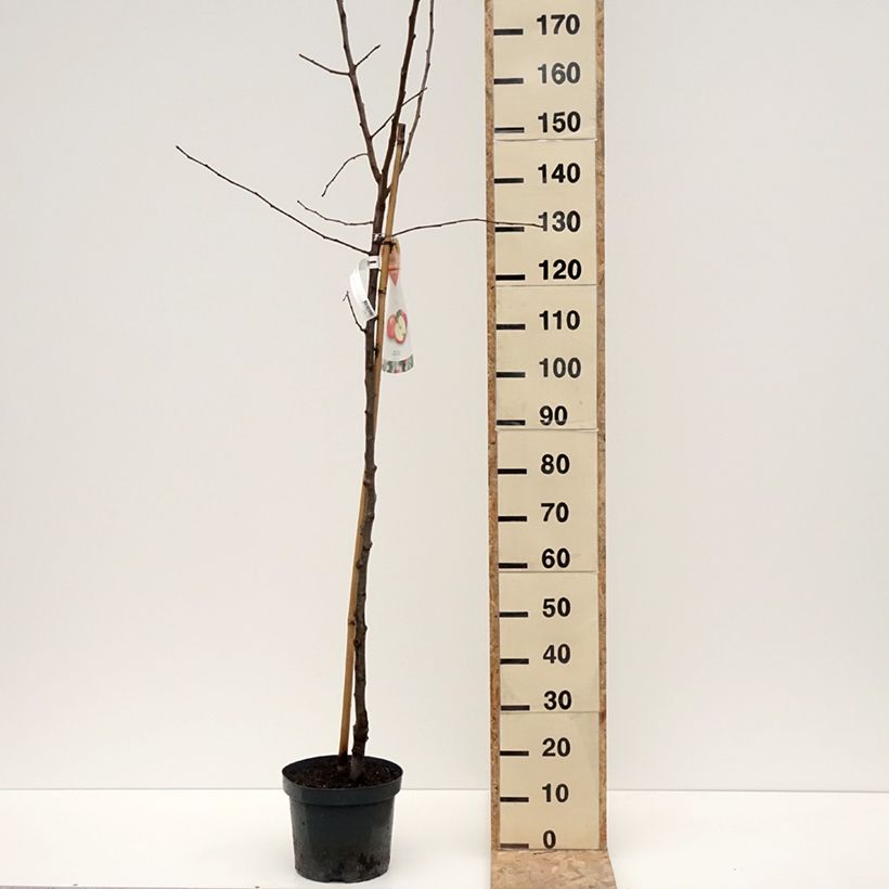 Exemplaar van Appelboom Jonagold Pot van 7,5 l/10 l, Half-hoge stam zoals geleverd in de winter