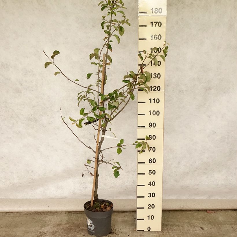 Exemplaar van Appelboom Jonagold Pot van 7,5 l/10 l, Kelkvormig zoals geleverd in de zomer