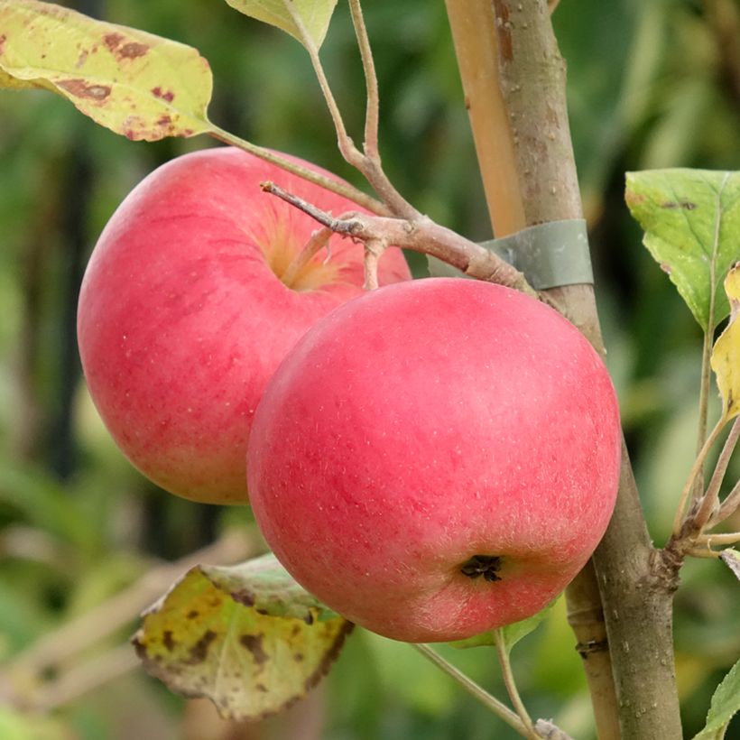 Appelboom Kantówka Gdańska (Oogst)