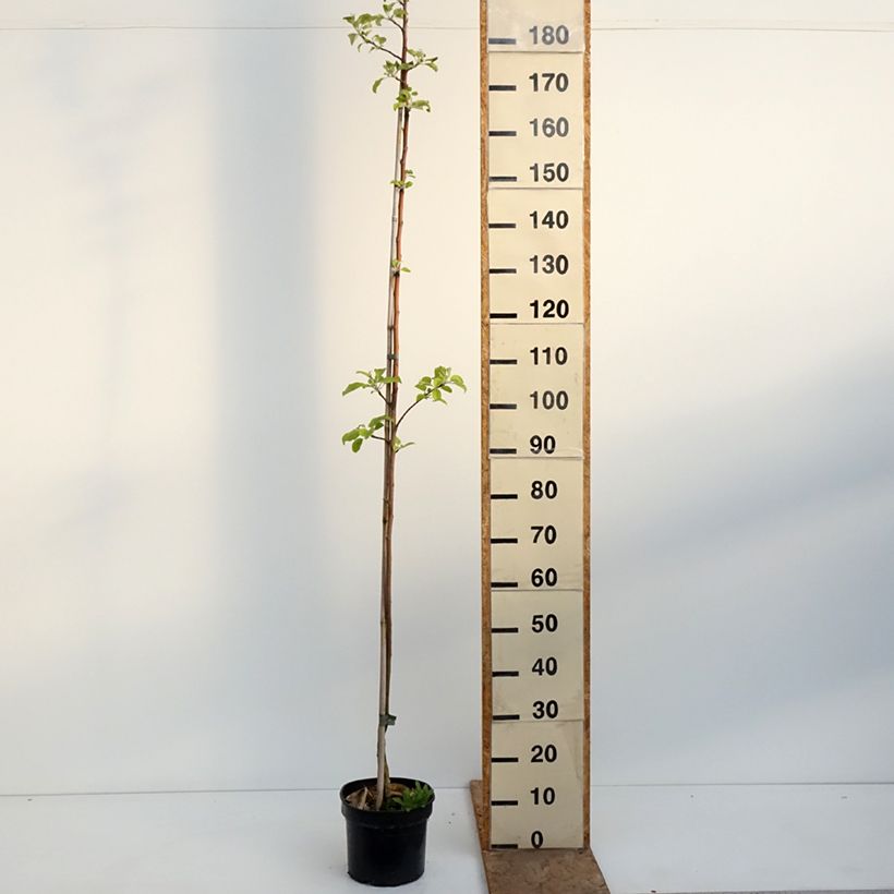 Exemplaar van Appelboom Kantówka Gdańska Pot van 4 l/5 l, Onderstam zoals geleverd in de lente