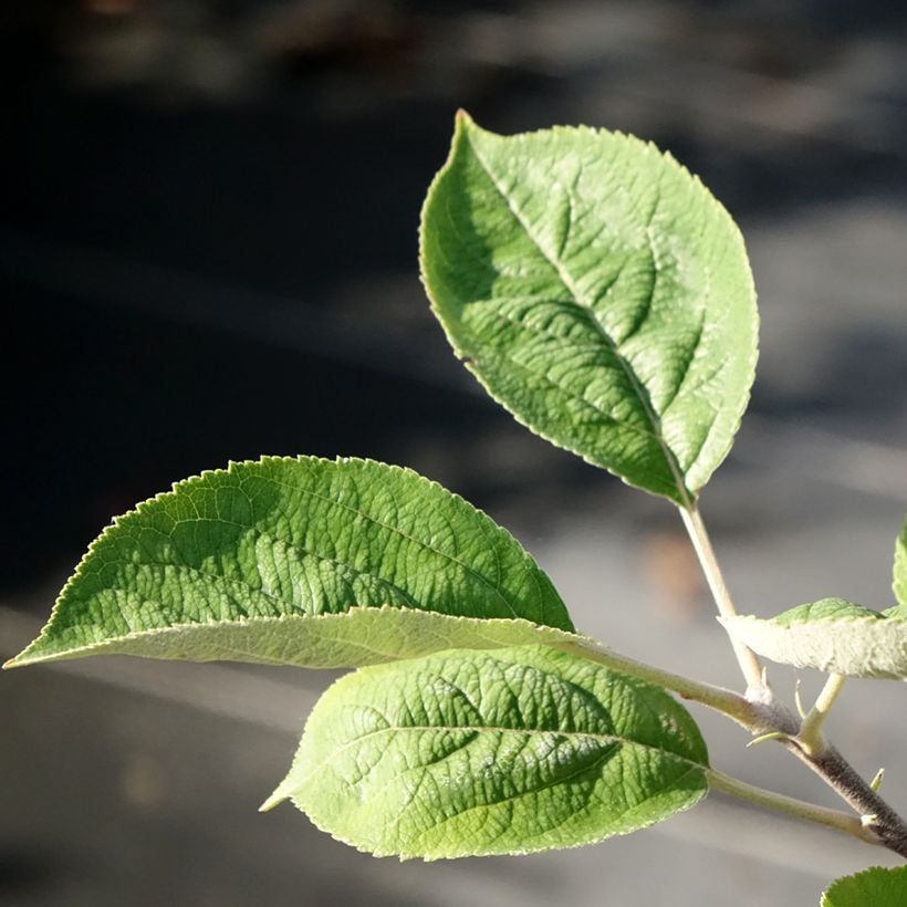 Appelboom Kosztela (Blad)