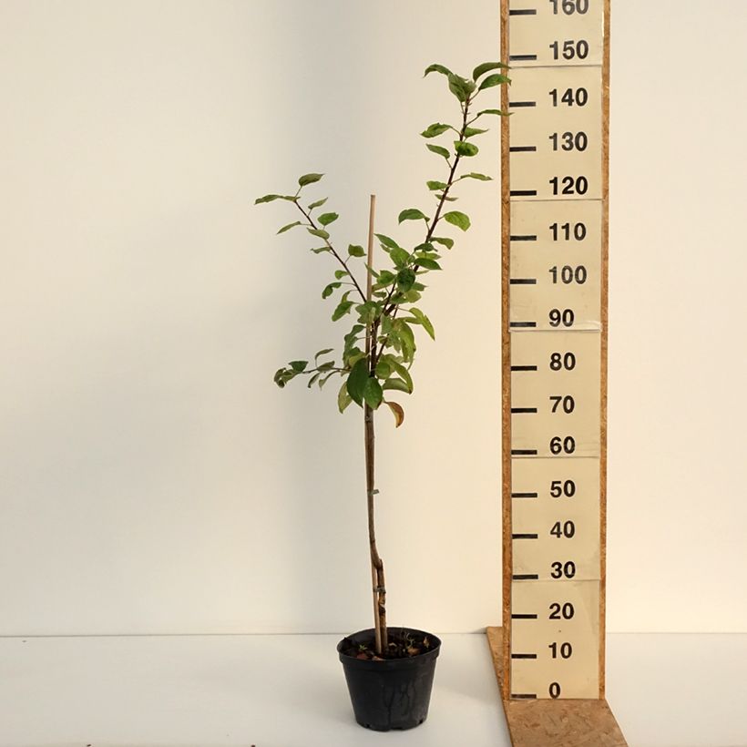 Exemplaar van Appelboom Kosztela Pot van 4 l/5 l, Onderstam zoals geleverd in de zomer