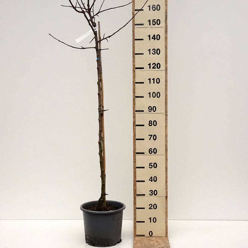 Exemplaar van Pommier Belchard - Malus domestica Chanteclerc Pot de 12L/15L, Demi-Tige zoals geleverd in de winter