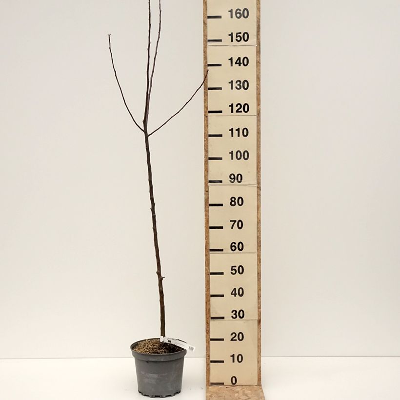 Exemplaar van Appelboom Braeburn Pot van 7,5 l/10 l, Onderstam zoals geleverd in de winter