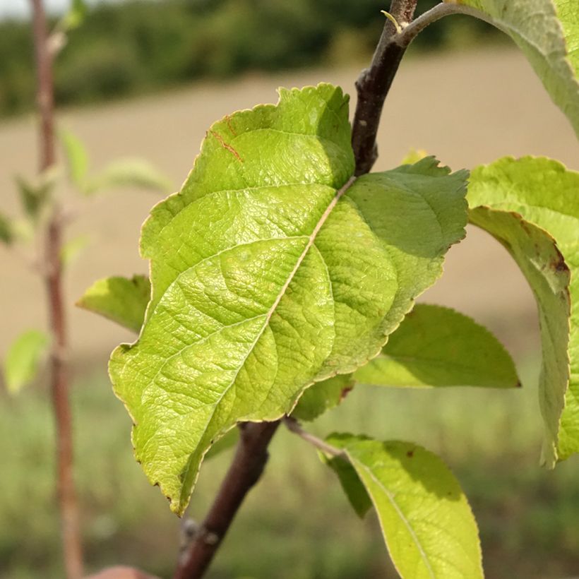 Appelboom Braeburn (Blad)