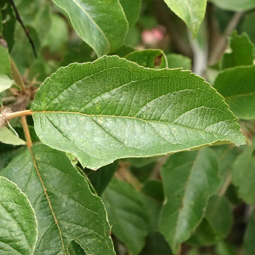 Appelboom Idared (Blad)