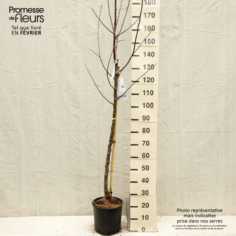 Exemplaar van Appelboom Reinette Blanche du Canada Pot van 7,5 l/10 l, Half-hoge stam zoals geleverd in de winter