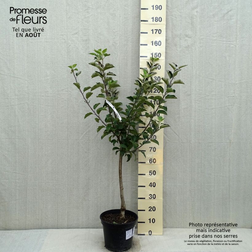 Exemplaar van Appelboom Reinette Blanche du Canada Pot van 7,5 l/10 l, Kelkvormig zoals geleverd in de zomer