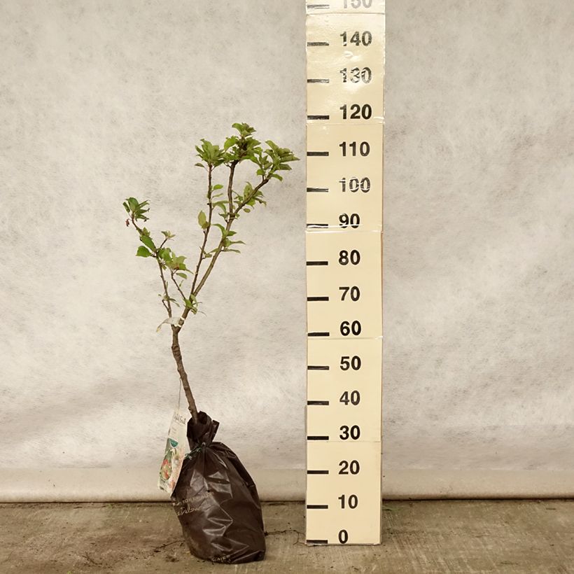 Exemplaar van Dwergappelboom Croquella - Georges Delbard Plantklare kluit, Kwartstam zoals geleverd in de zomer