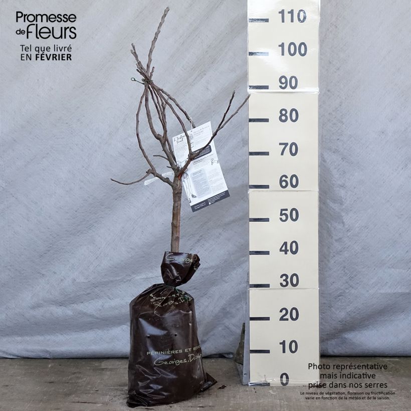 Exemplaar van Dwergappelboom Croquella - Georges Delbard Plantklare kluit, Kwartstam zoals geleverd in de winter
