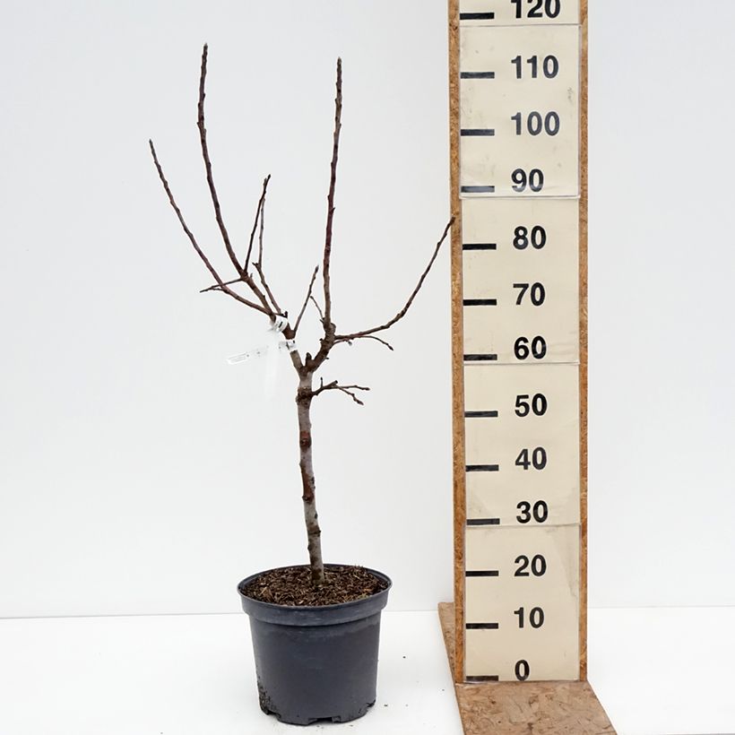 Exemplaar van Dwergappelboom Croquella - Georges Delbard Pot van 7,5 l/10 l, Kwartstam zoals geleverd in de winter