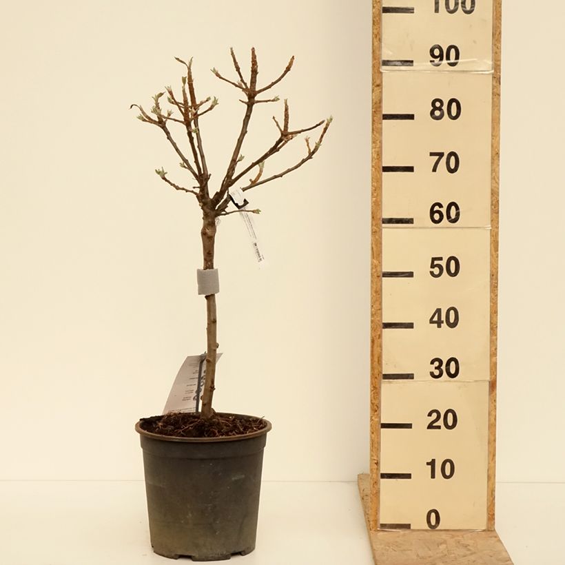 Exemplaar van Dwergappelboom Delicado Pot van 7,5 l/10 l, Kwartstam zoals geleverd in de lente