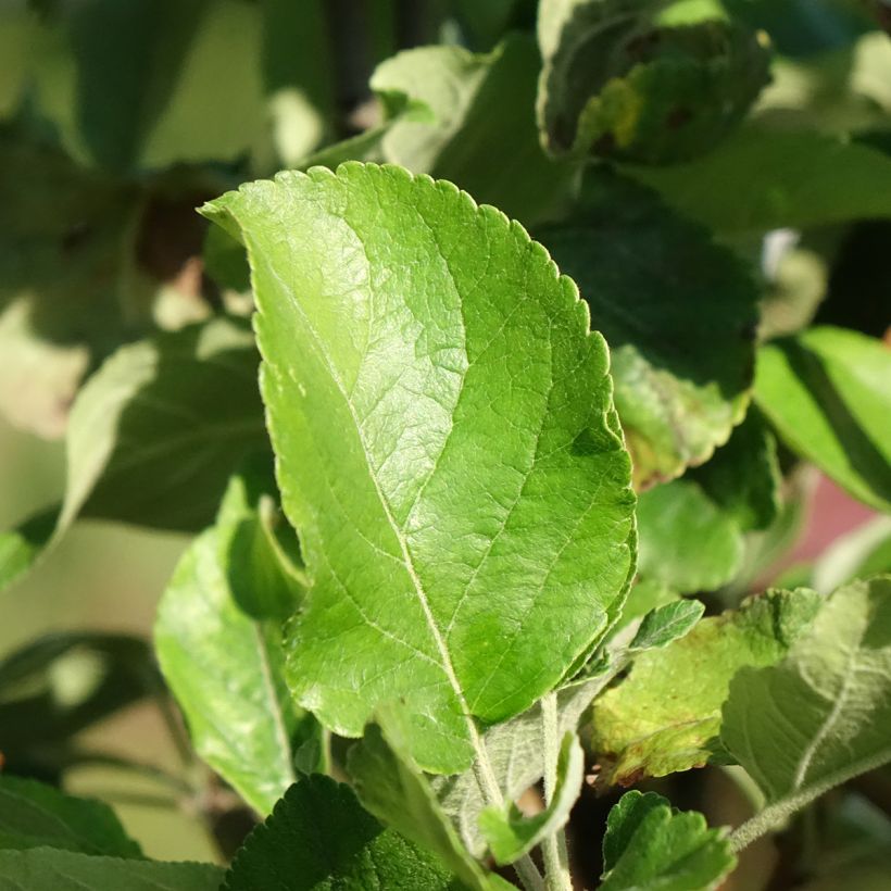 Dwergappelboom Delicado (Blad)