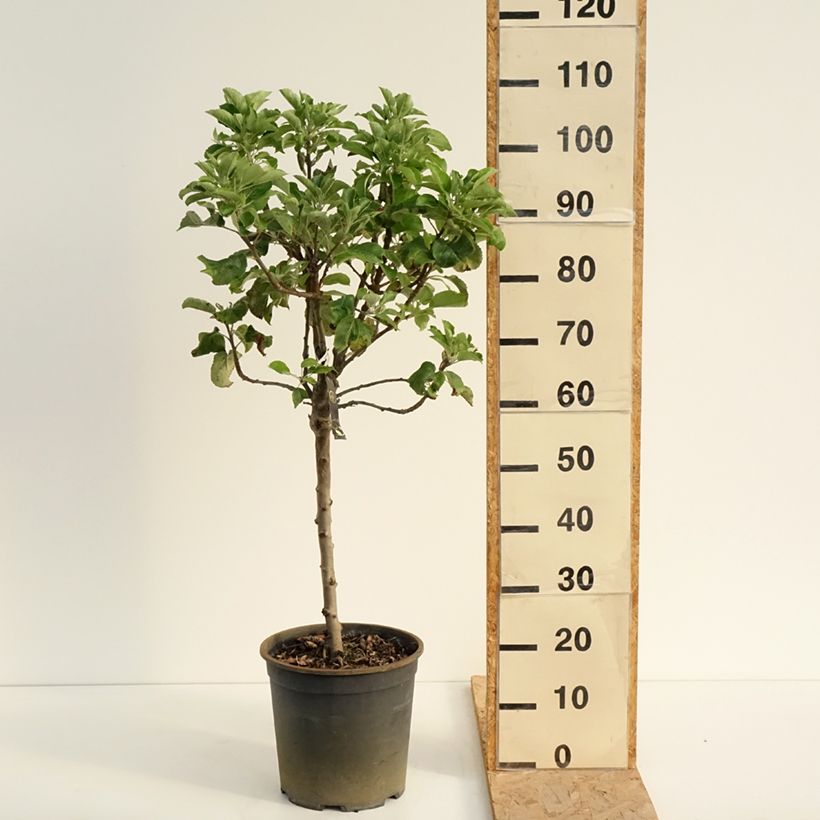 Exemplaar van Dwergappelboom Delicado Pot van 7,5 l/10 l, Kwartstam zoals geleverd in de zomer