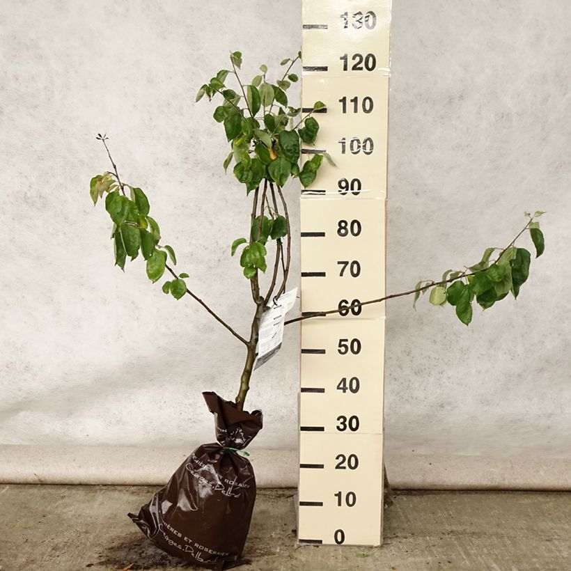 Exemplaar van Appelboom Rambour d'Hiver Plantklare kluit, Kelkvormig zoals geleverd in de zomer