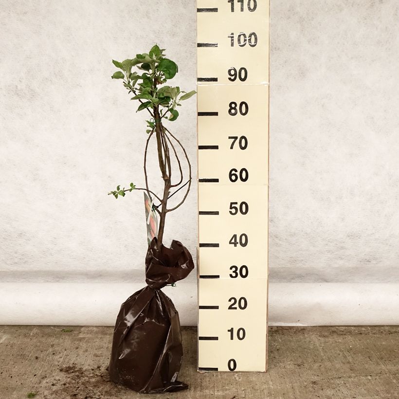 Exemplaar van Appelboom Rambour d'Hiver Plantklare kluit, Kelkvormig zoals geleverd in de lente