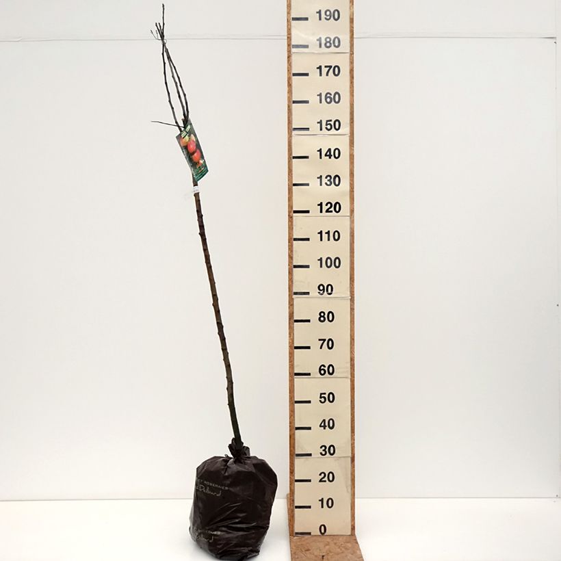 Exemplaar van Appelboom Rambour d'Hiver Plantklare kluit, Half-hoge stam zoals geleverd in de herfst