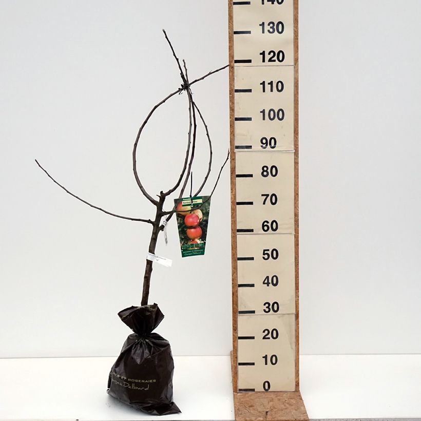 Exemplaar van Appelboom Rambour d'Hiver Plantklare kluit, Kelkvormig zoals geleverd in de herfst