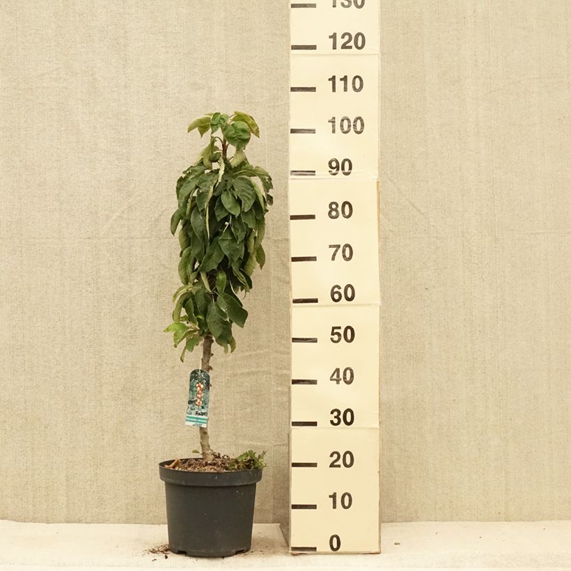 Exemplaar van Zuilvormige appelboom Red Sensation Pot van 4 l/5 l, Zuilvormig zoals geleverd in de zomer