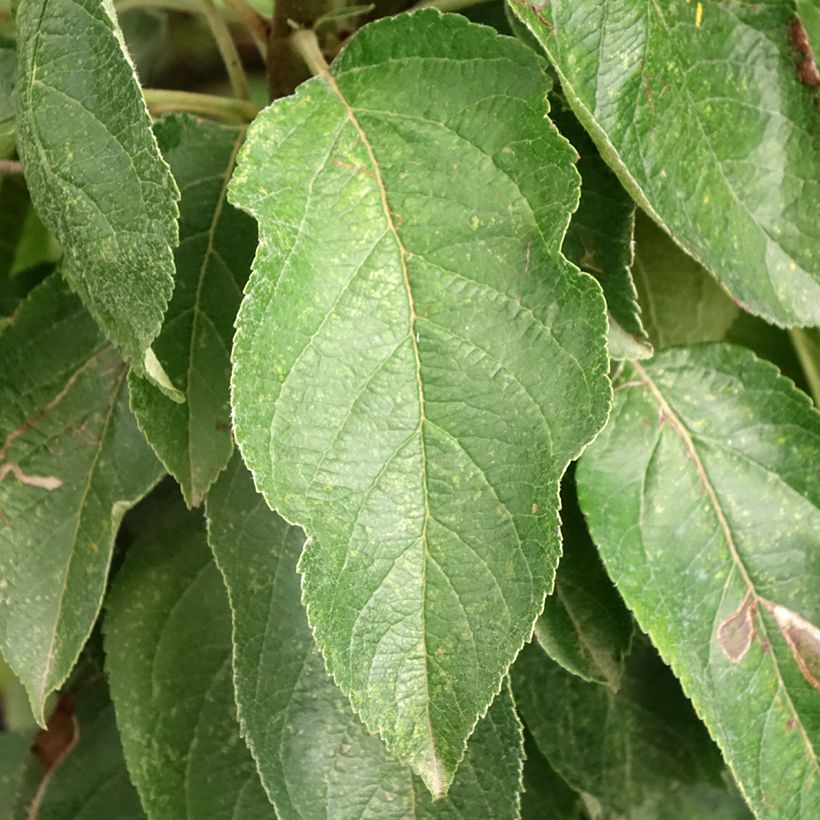 Zuilvormige appelboom Red Sensation (Blad)