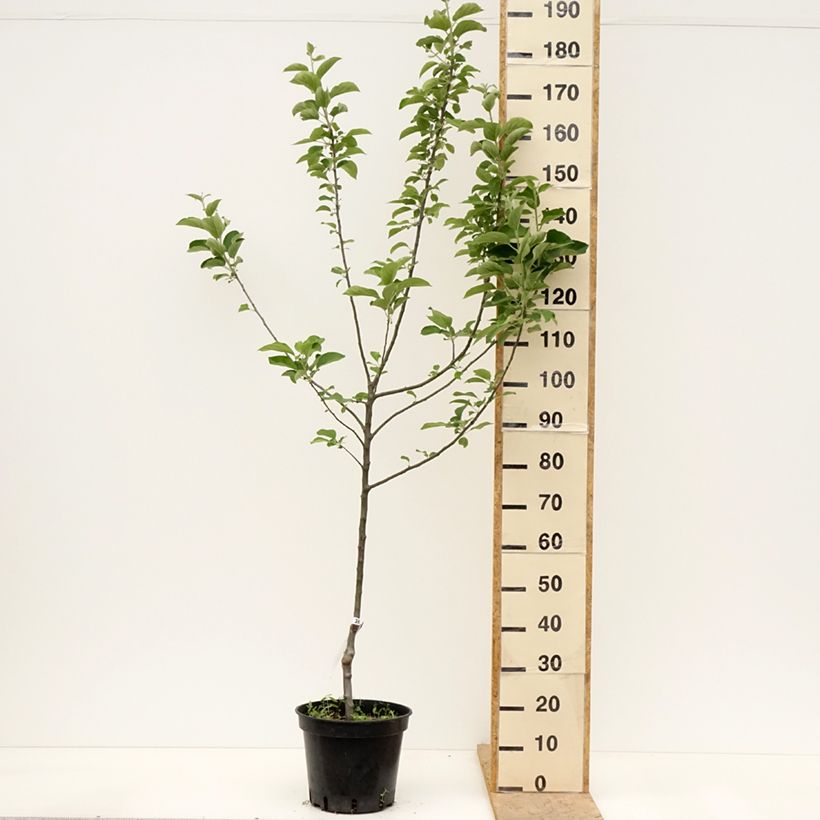 Example of Appelboom Reine des Reinettes Pot van 7,5 l/10 l, Kelkvormig as you get in printemps