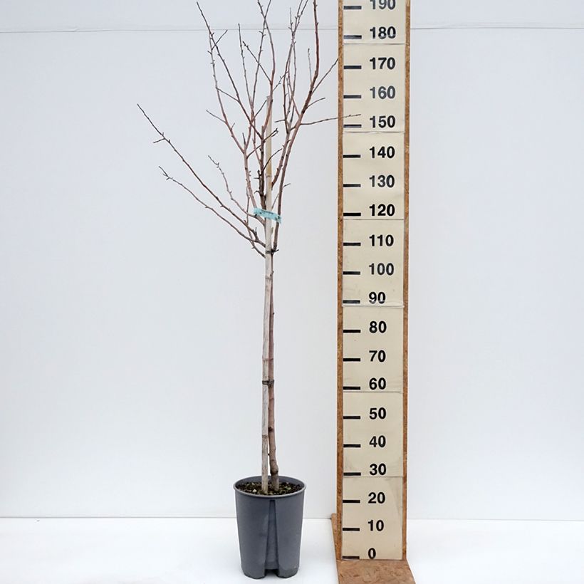 Exemplaar van Appelboom Reinette Blanche du Canada Pot van 7,5 l/10 l, Half-hoge stam zoals geleverd in de herfst
