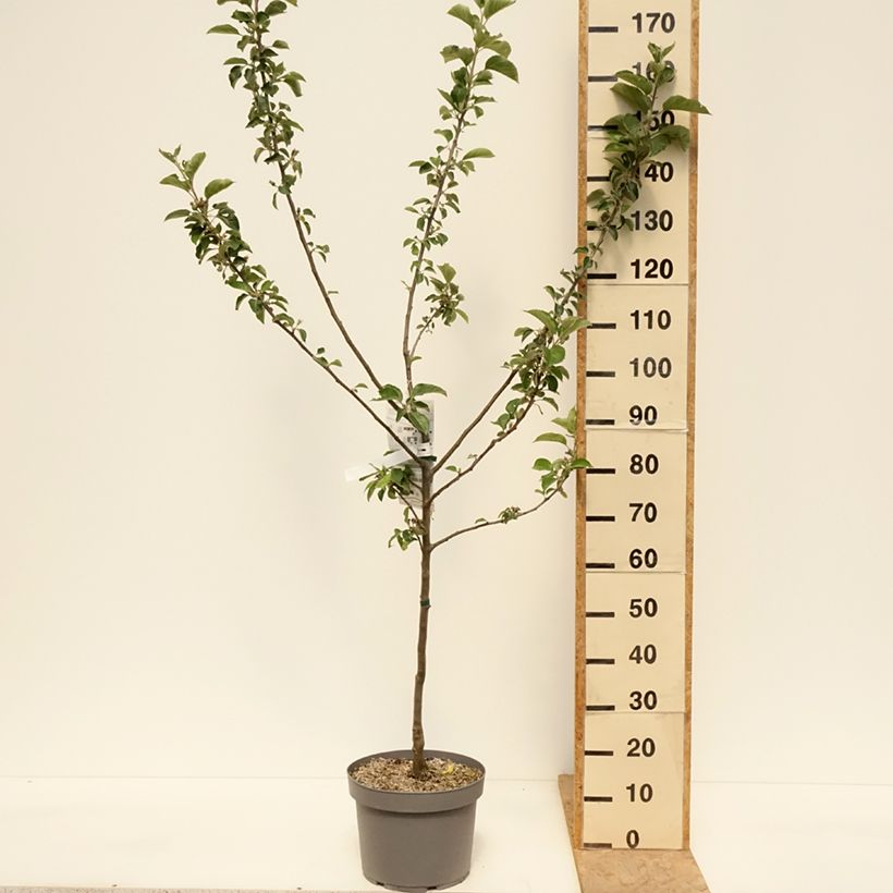 Exemplaar van Appelboom Reinette Blanche du Canada Pot van 7,5 l/10 l, Kelkvormig zoals geleverd in de lente