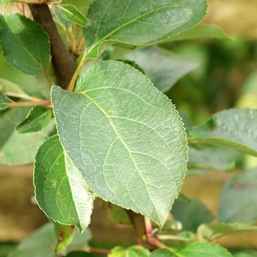 Appelboom Reinette Clochard (Blad)