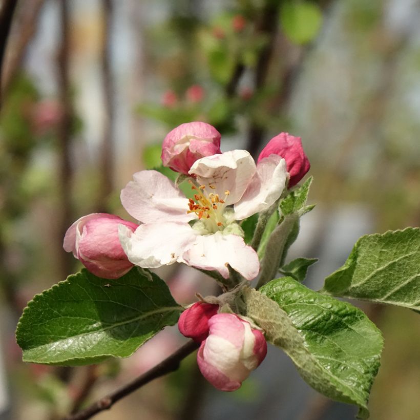 Appelboom Reinette Clochard (Bloei)