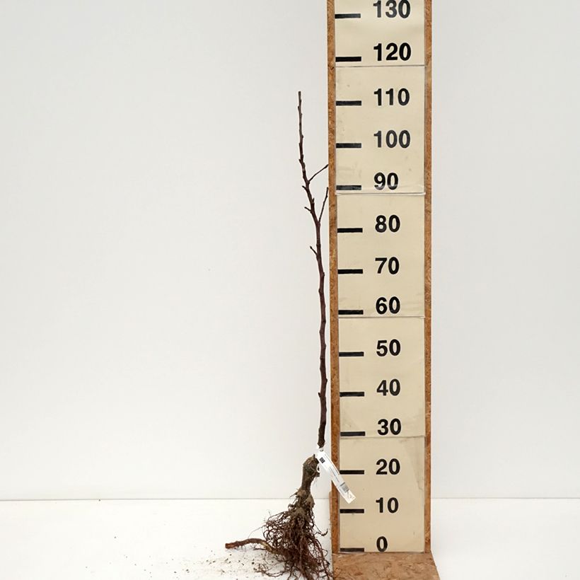 Exemplaar van Appelboom Reinette de Brive BIO Naakte wortel, Onderstam zoals geleverd in de winter
